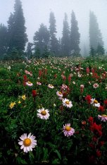 Fog on Mount Rainier with Wildflowers in bloom, copyright Brent VanFossen, Taking Your Camera on the Road