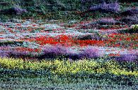 Wildflowers in Israel in the Gilboa area, photograph copyright Lorelle VanFossen
